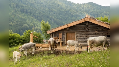 Auf den Almen wurde die Milch durch das Kasen hatlbar gemacht. (Foto: Markus Wasmeier)