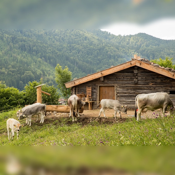 Auf den Almen wurde die Milch durch das Kasen hatlbar gemacht. (Foto: Markus Wasmeier)