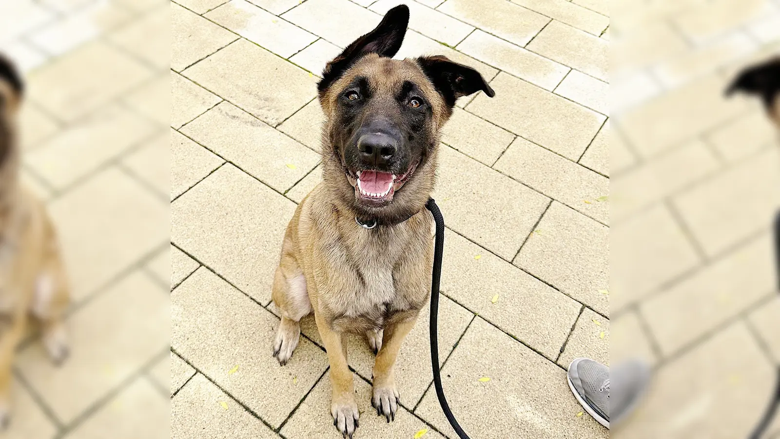 Unser Malinois-Mix-Rüde Ace. (Foto: Tierheim Riem)