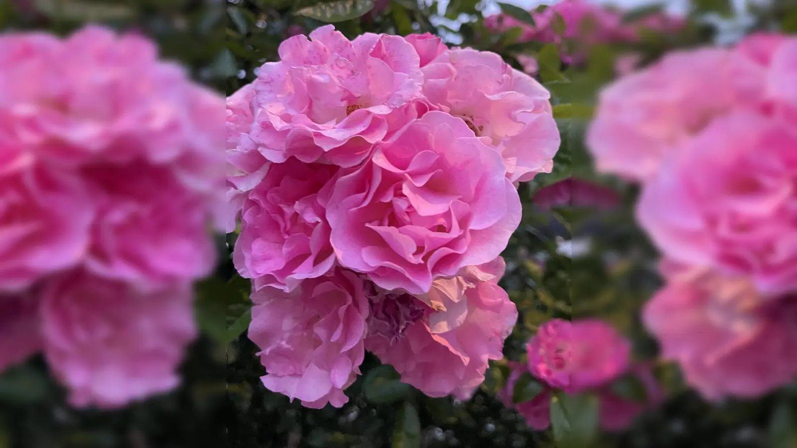 Die Schönheit der Rose steht im Mittelpunkt der Veranstaltung der AGLM. (Foto: hw)