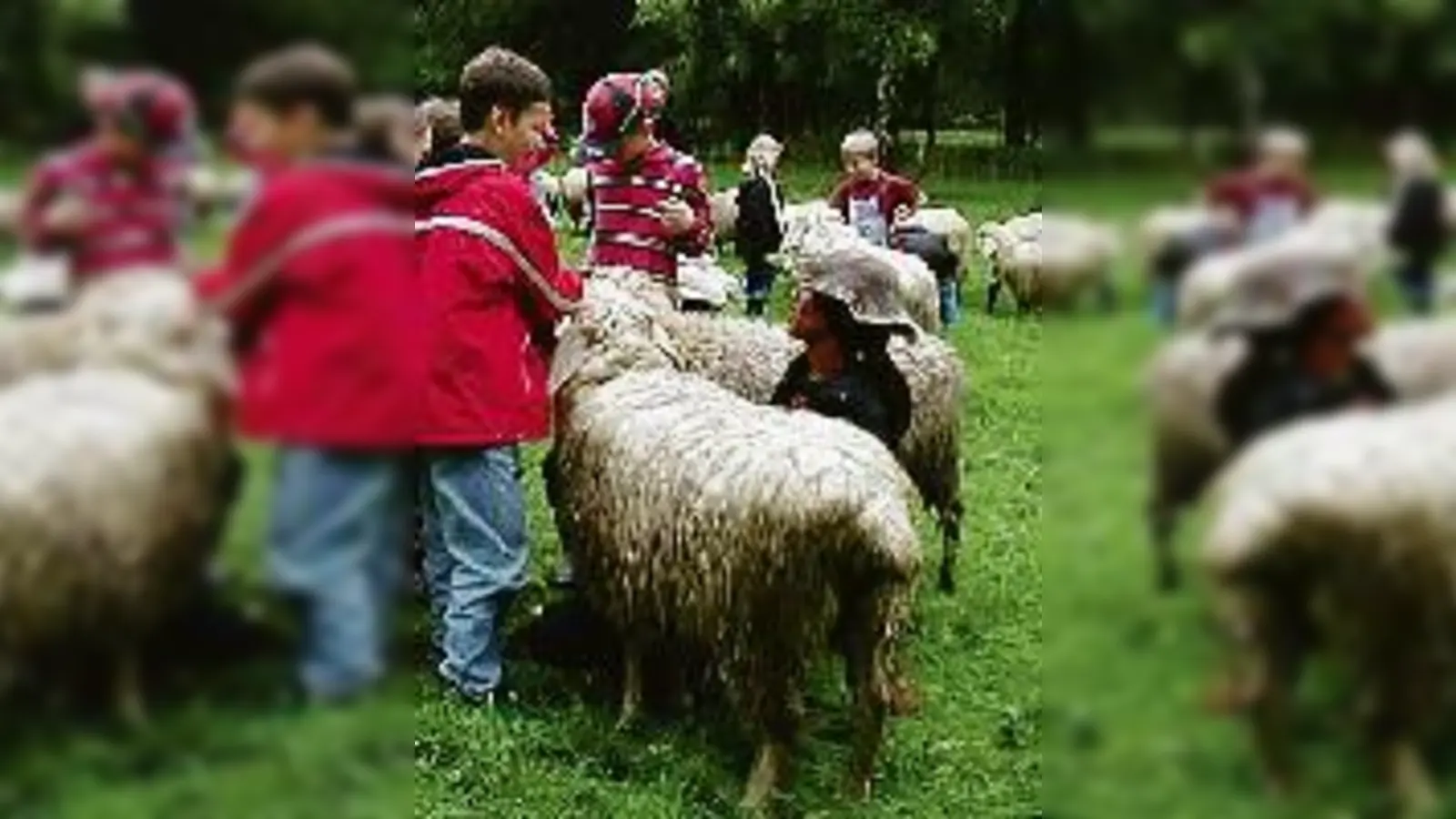 Kinder können Schafen ganz nah kommen.	 (Foto: VA)