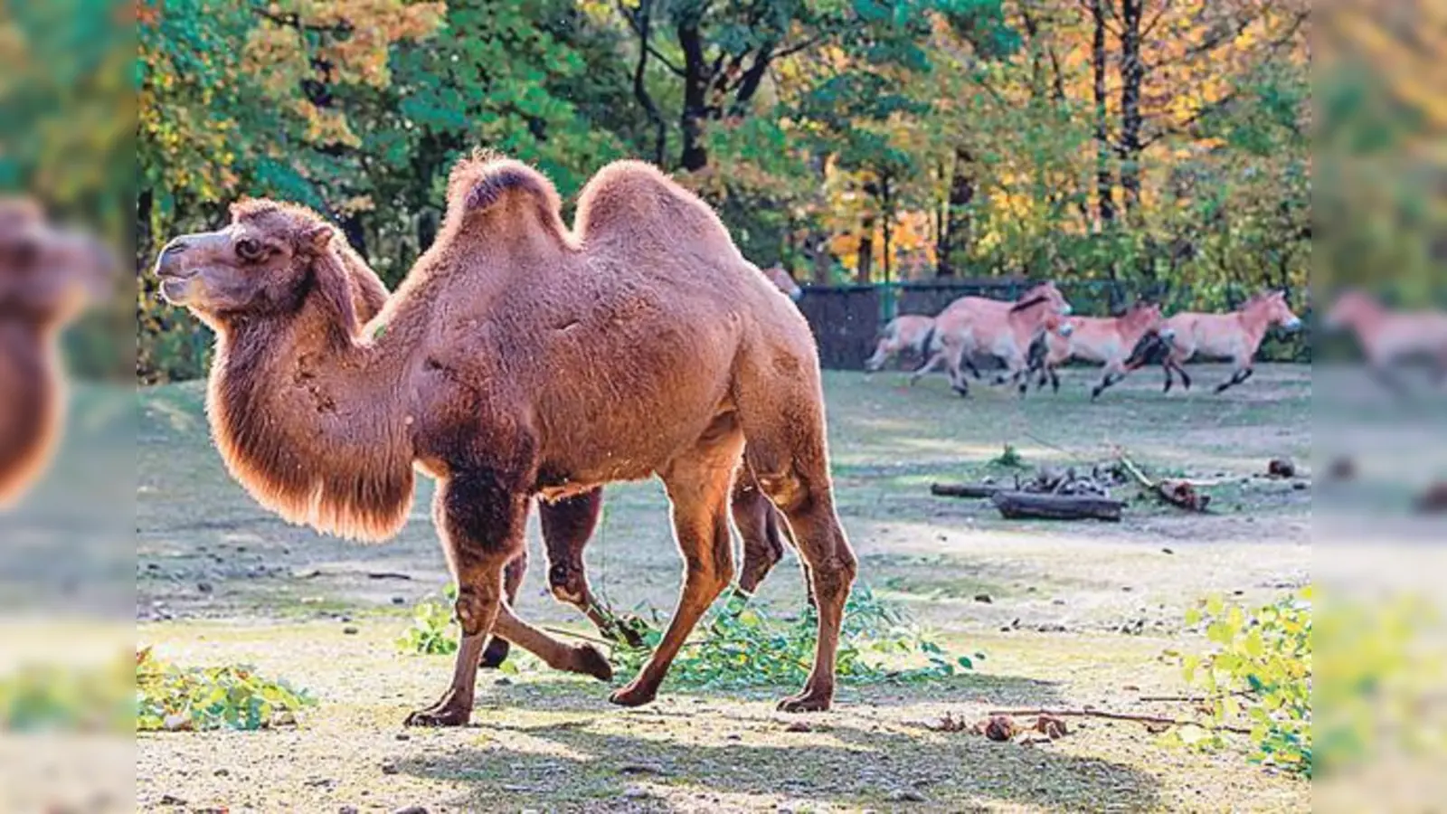 Trampeltiere und Przewalskipferde teilen sich im Tierpark Hellabrunn eine Anlage.	 (Foto: Marc Müller)
