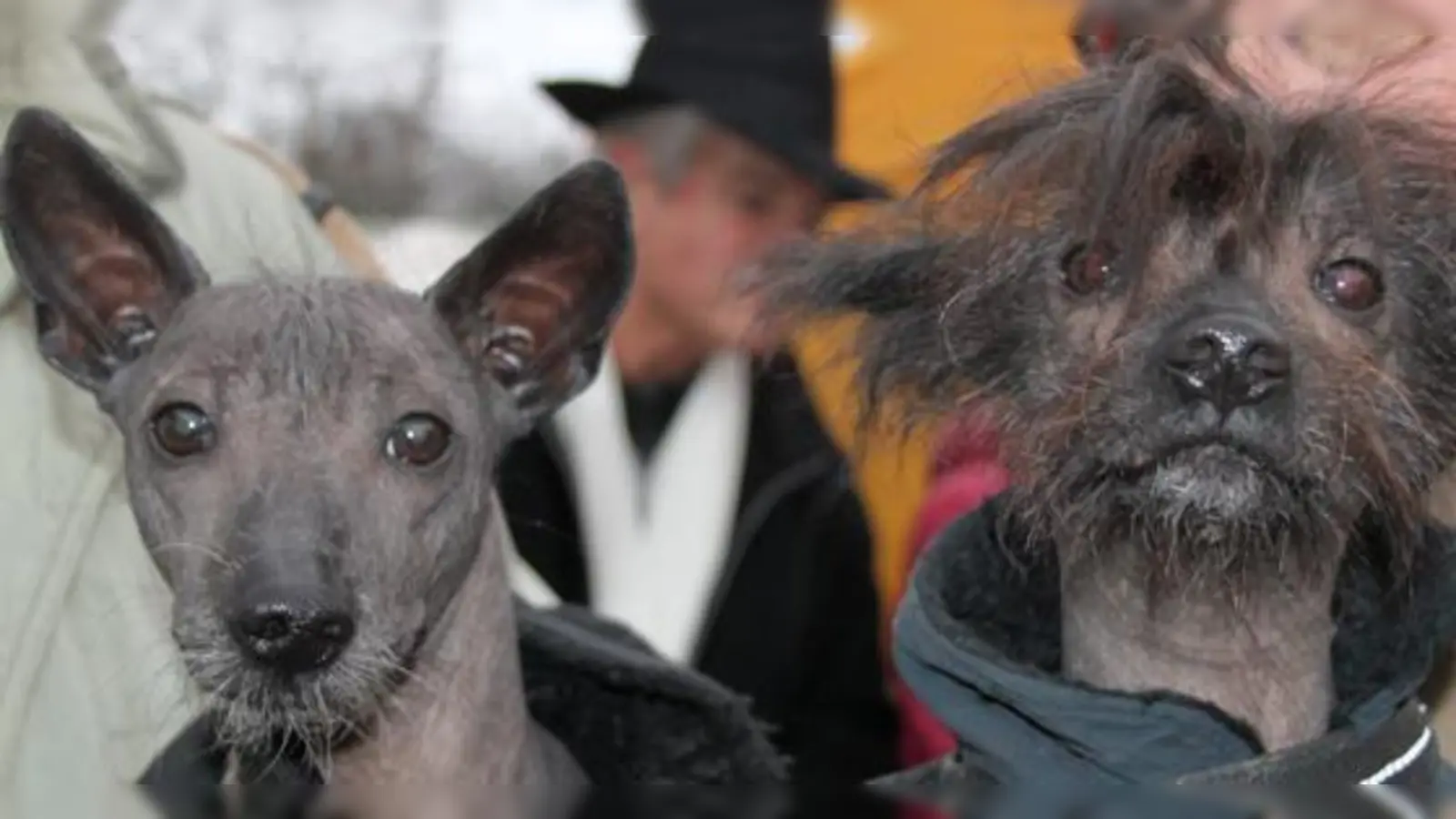 Beschlagnahmt: Mexikanische Nackthunde (Foto: red)