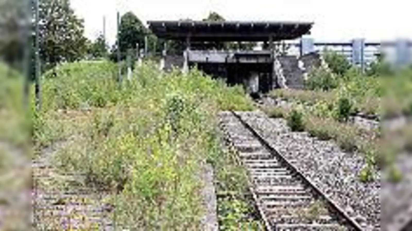 Fast 40 Jahre nach den Olympia-Spielen gleicht die Anlage einem Biotop. 	 (F.: ws)