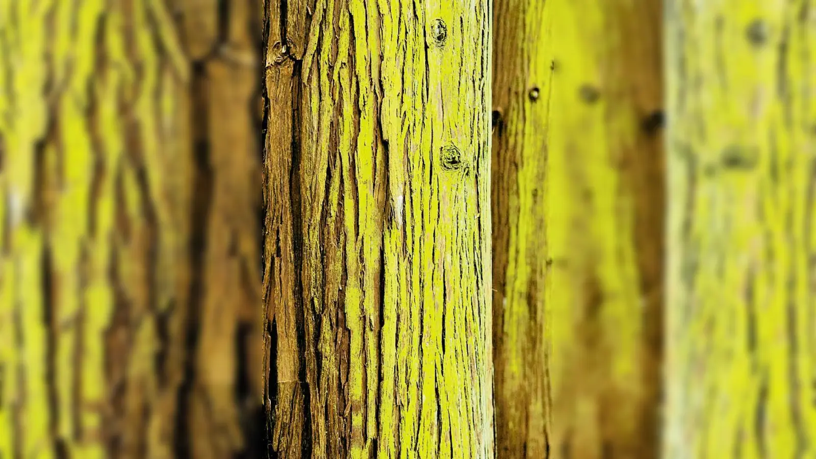 »Cryptomeria japonica« Sicheltanne, von Christian Döring fotografiert.	 (Foto: VA)