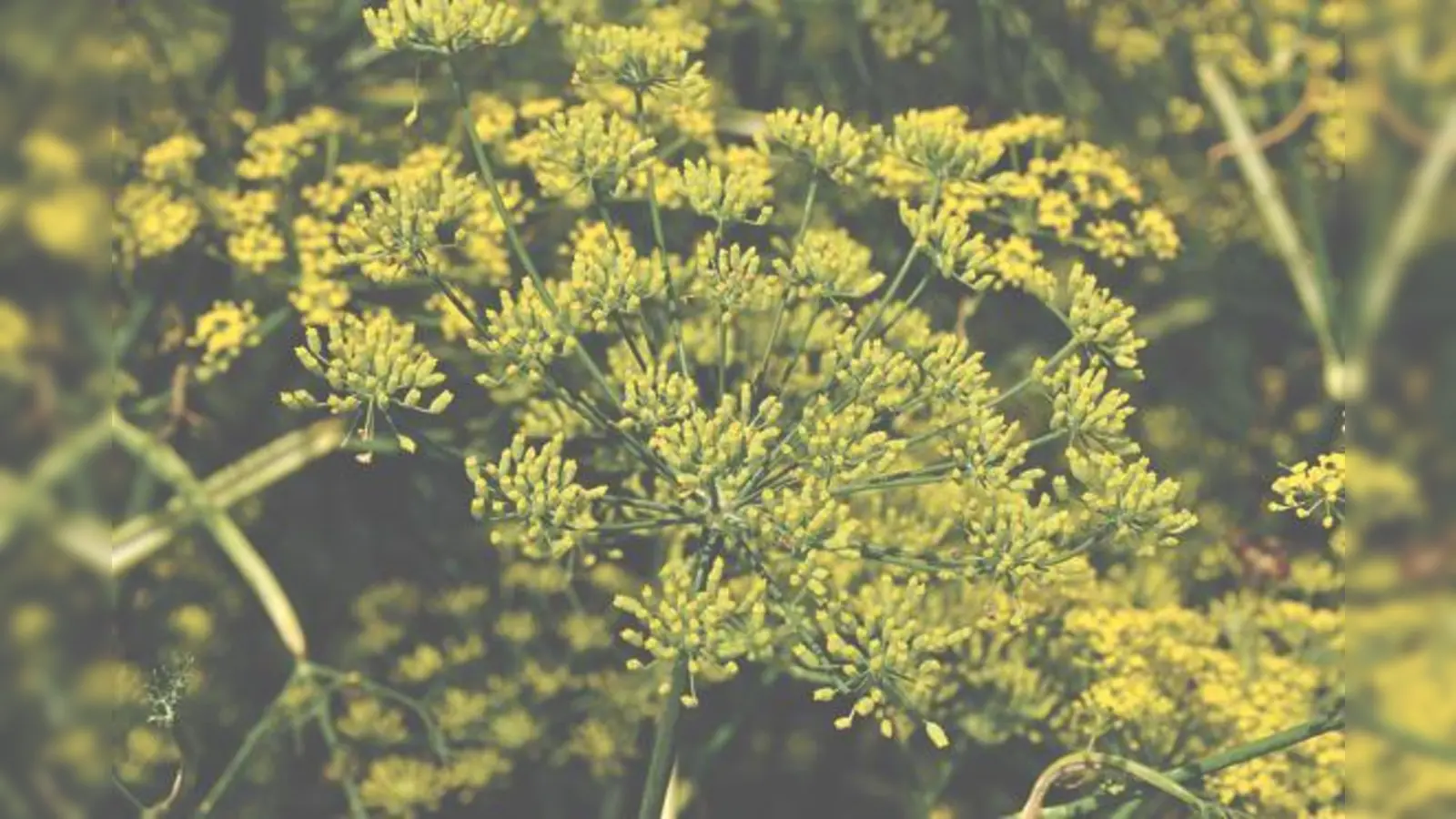 Fenchel ist eine bekannte Heilpflanze. 	 (Foto: Franz Höck, Botanischer Garten München-Nymphenburg)