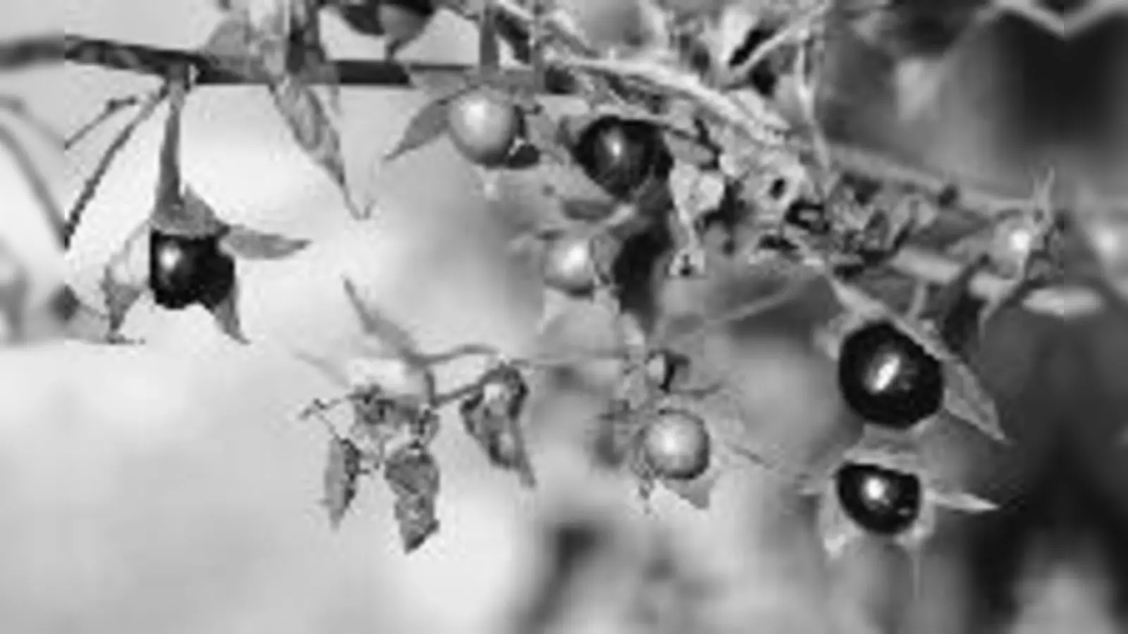 Faszinierend, aber giftig: die Tollkirsche, wie sie auch im Botanischen Garten vorkommt.	  (Foto: Franz Höck)