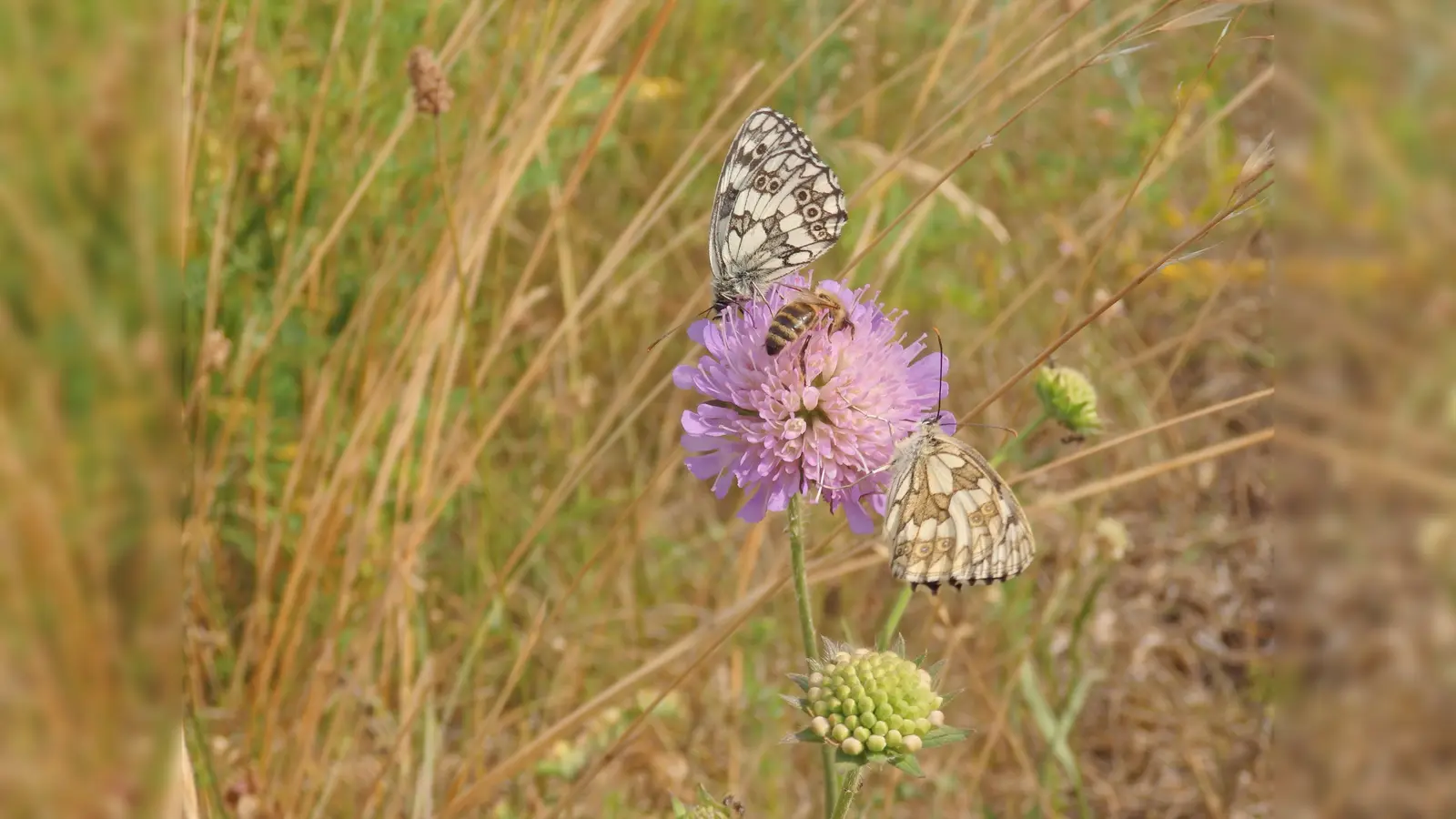 Die Acker-Witwenblume und der Schachbrettfalter repräsentieren nur zwei der vielen Pflanzen- und Tierarten, die im Virginia-Depot zu Hause sind.  (Foto: Frauke Lücke)