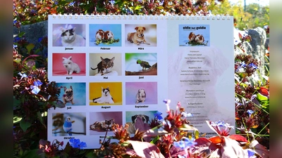 „Oldie but Goldie”: Der Tierschutzkalender 2027 widmet sich den älteren Bewohnern des Münchner Tierheims. (Foto: Tierschutzverein München e.V.)