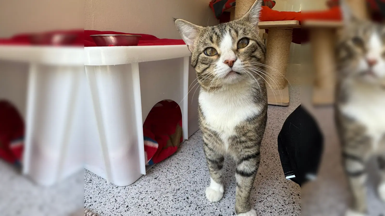 Der Europäisch-Kurzhaar-Kater Falco benötigt eine große Wohnung mit viel Platz und hat einige gesundheitliche Besonderheiten. (Foto: Tierheim Riem)