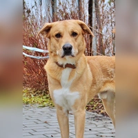 Rüde „Harald” ist ein Herdenschutzhund Mix. (Foto: Tierheim Riem)