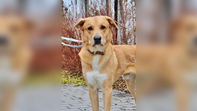 Rüde „Harald” ist ein Herdenschutzhund Mix. (Foto: Tierheim Riem)
