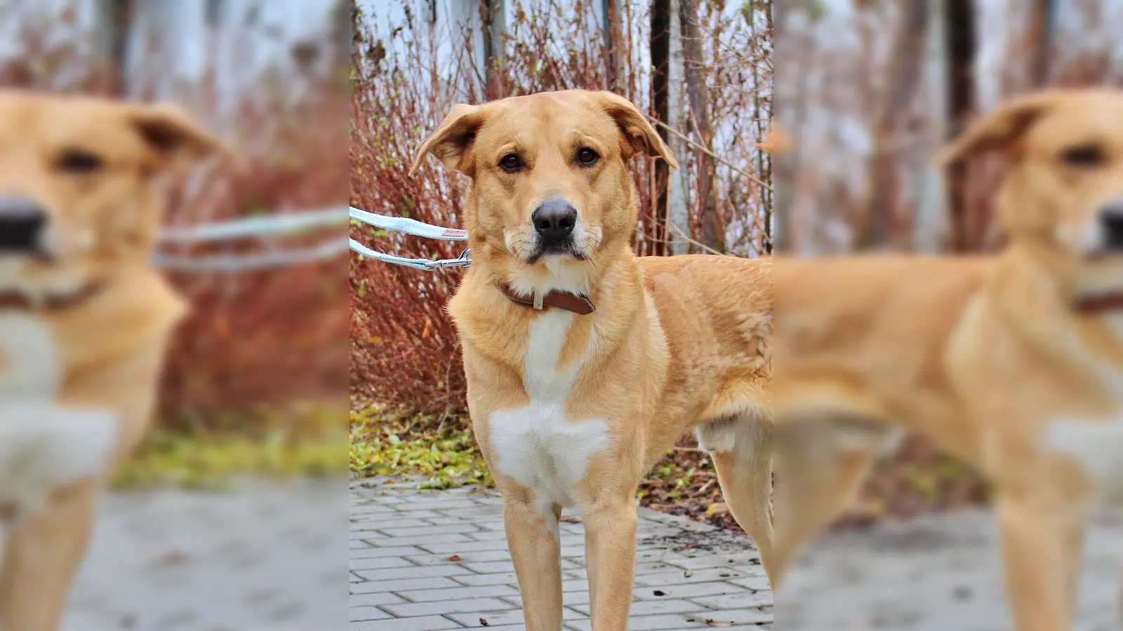 Rüde „Harald” ist ein Herdenschutzhund Mix. (Foto: Tierheim Riem)