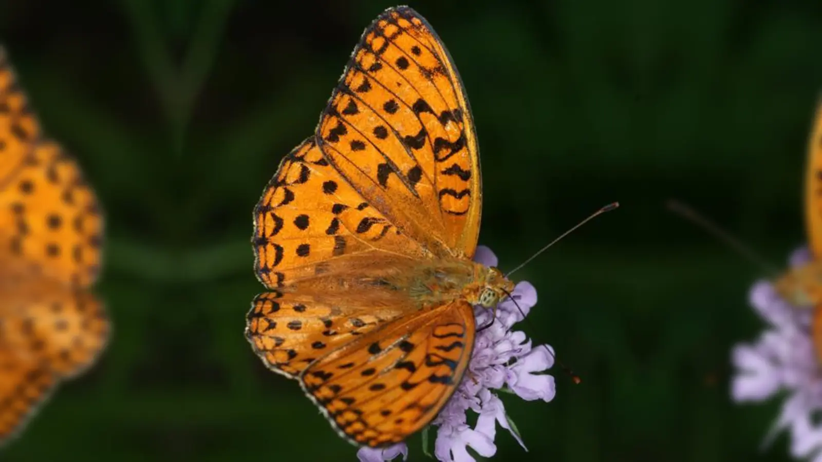 Der Große Perlmuttfalter ist ein Tagfalter.  (Foto: Franz Hammerl-Pfister)