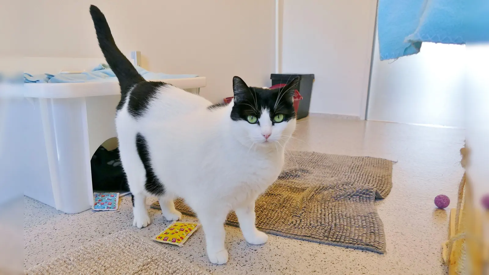 Tiffany ist eine ganz besondere Katze mit viel Charakter. (Foto: Tierheim Riem)