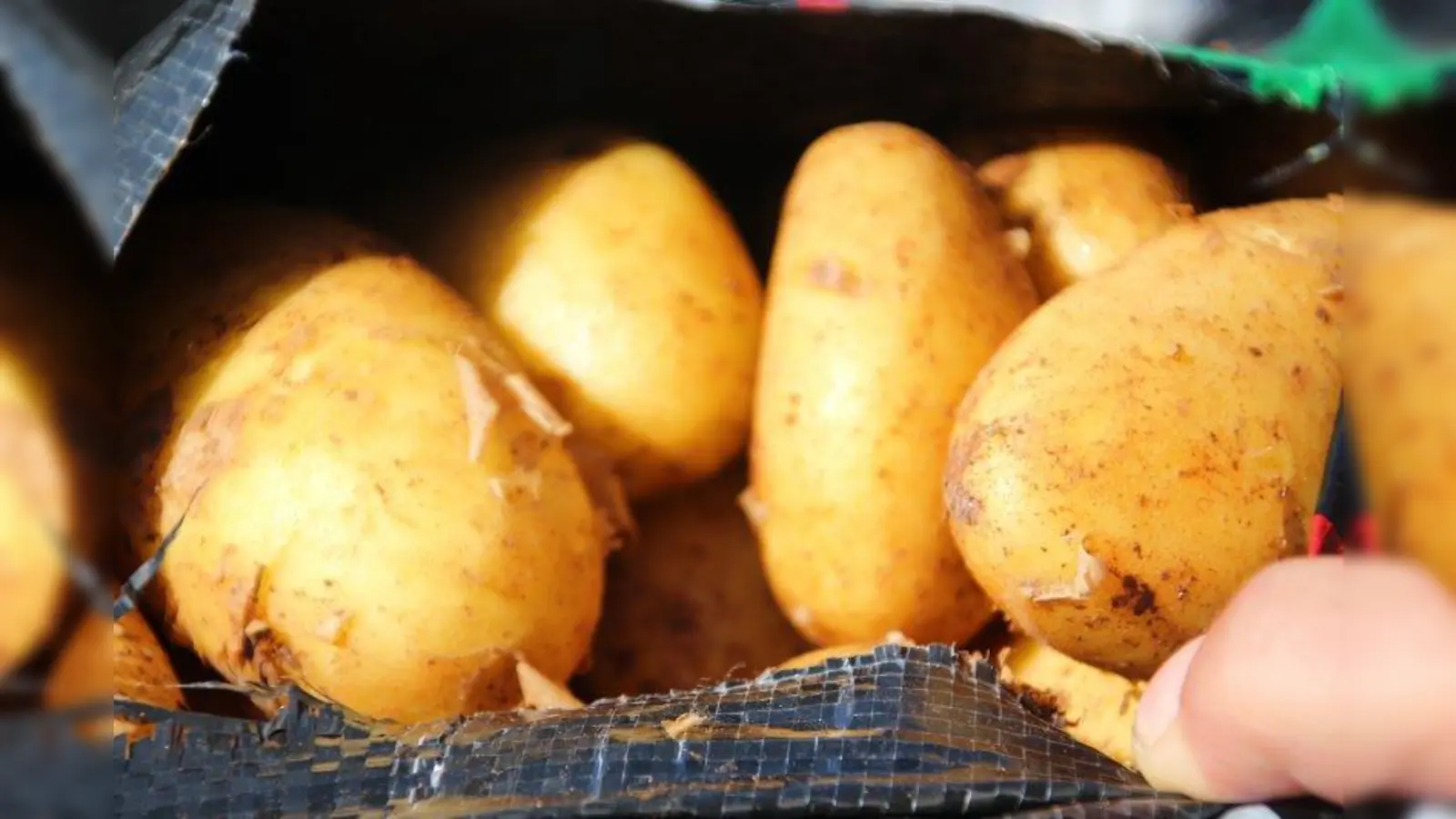 Die Lieblingssorte von Fritz Kugler: Zypern Annabelle. (Foto: Huss-Weber)