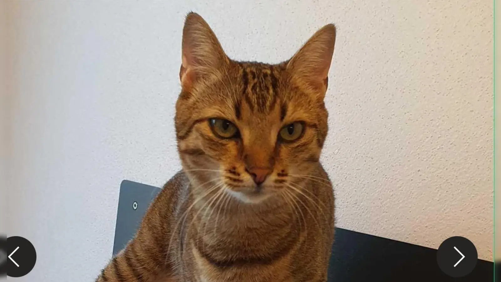 Kätzin Kami sucht ein Zuhause. (Foto: Tierschutzverein München)