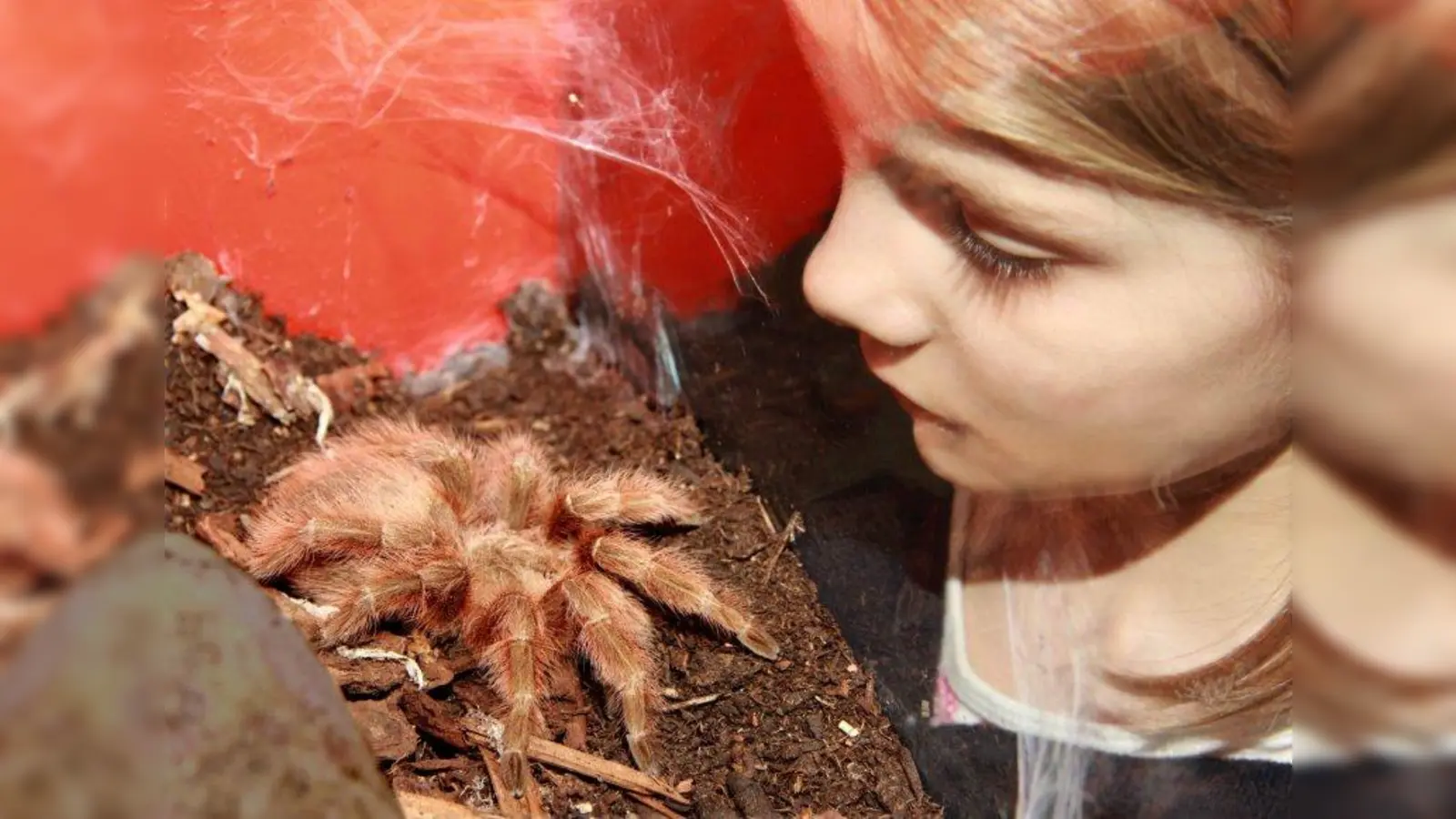Die siebenjährige Anna beobachtet interessiert eine der Vogelspinnen (Foto: Museum Mensch und Natur)