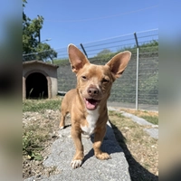 Mikey ist ein schüchterner Chihuahua-Terrier-Mix. (Foto: Tierheim Riem)