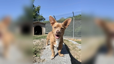 Mikey ist ein schüchterner Chihuahua-Terrier-Mix. (Foto: Tierheim Riem)