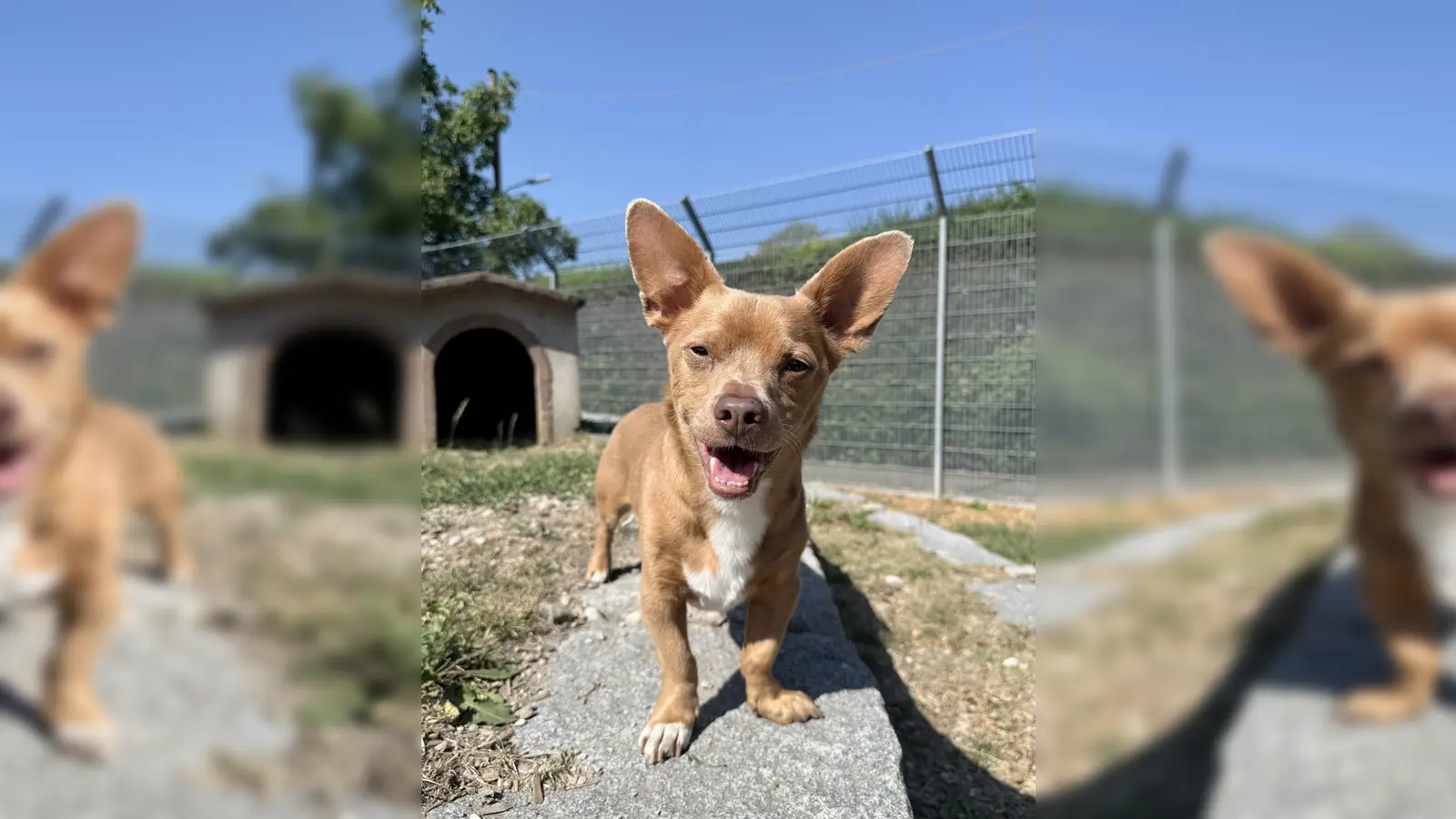 Mikey ist ein schüchterner Chihuahua-Terrier-Mix. (Foto: Tierheim Riem)