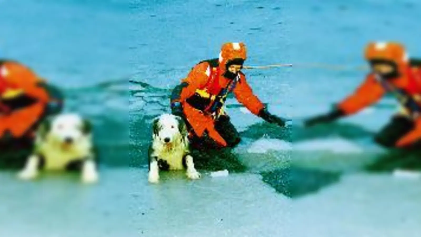 Hund gerettet! (Foto: red)