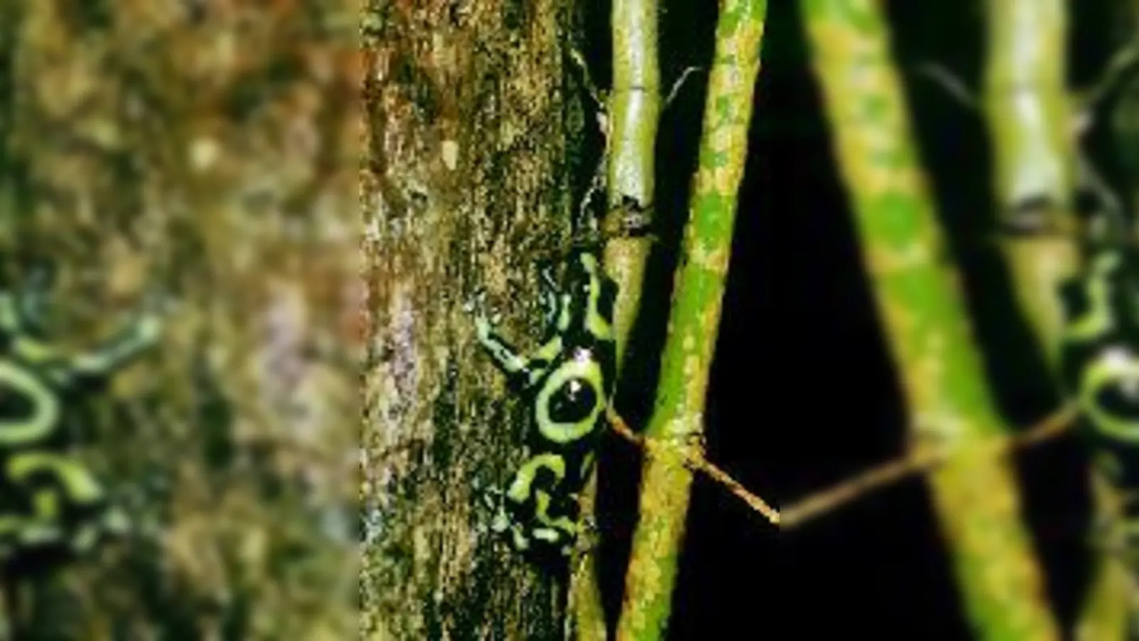 Kleine Baumkletterer bewohnen den Regenwald Costa Ricas.  (Foto: Bot. Garten)