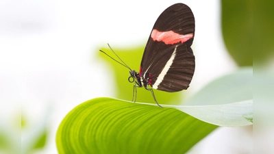 Kleiner Postbote, Heliconius erato, auf einem Blatt sitzend. (Foto: Rita Verma, BGMN)