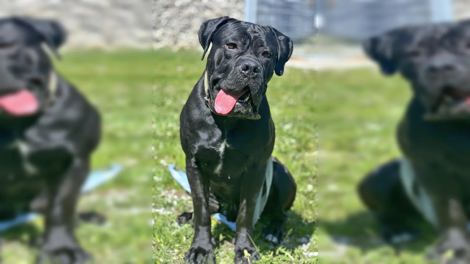 Löwo ist ein junger Cane Corso-Rüde. (Foto: Tierheim Riem)