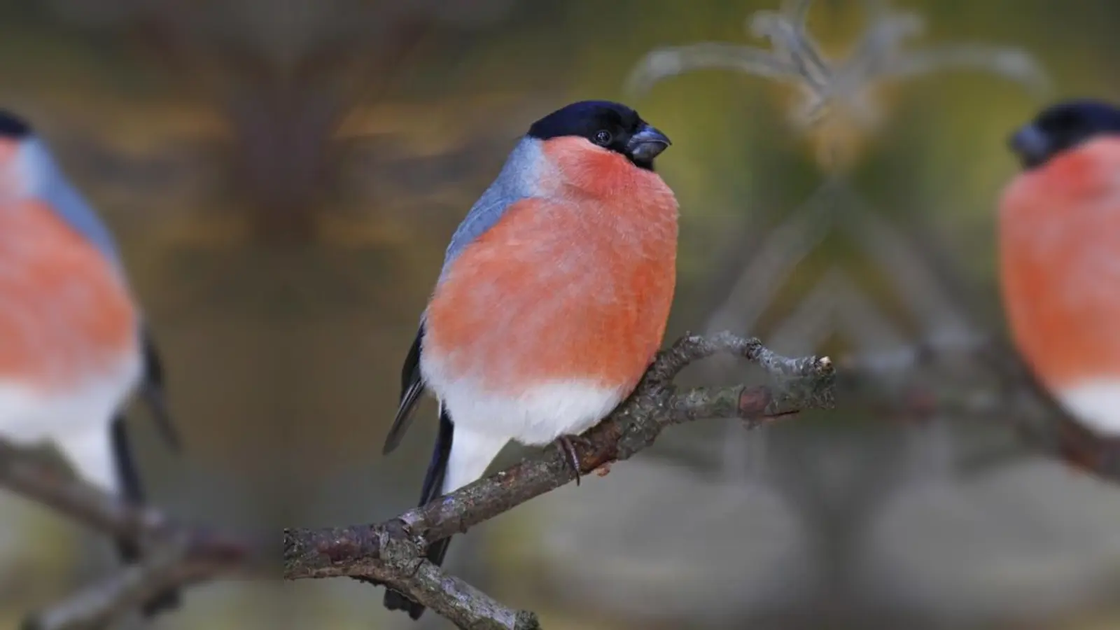 Die Anzahl der Dompfaffen ist im Landkreis Ebersberg zurückgegangen.	 (Foto: Marcus Bosch)