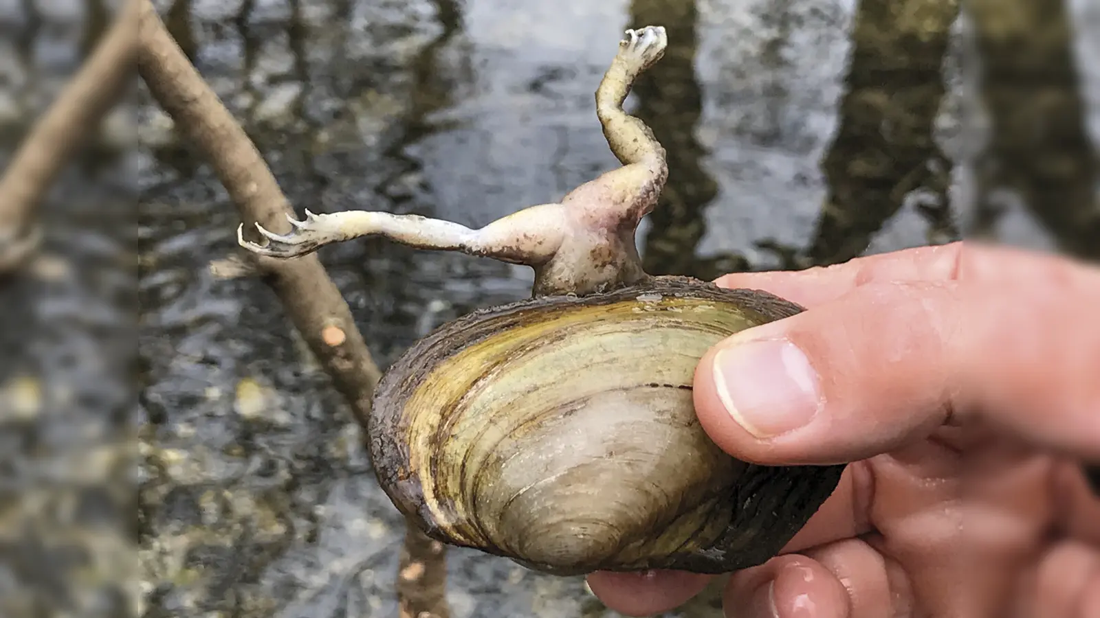 Abstand halten kann Leben retten. Der Grasfrosch und die Teichmuschel sind sich auf tragische Weise zu nahe gekommen. (Foto: Kathrin Glaw)