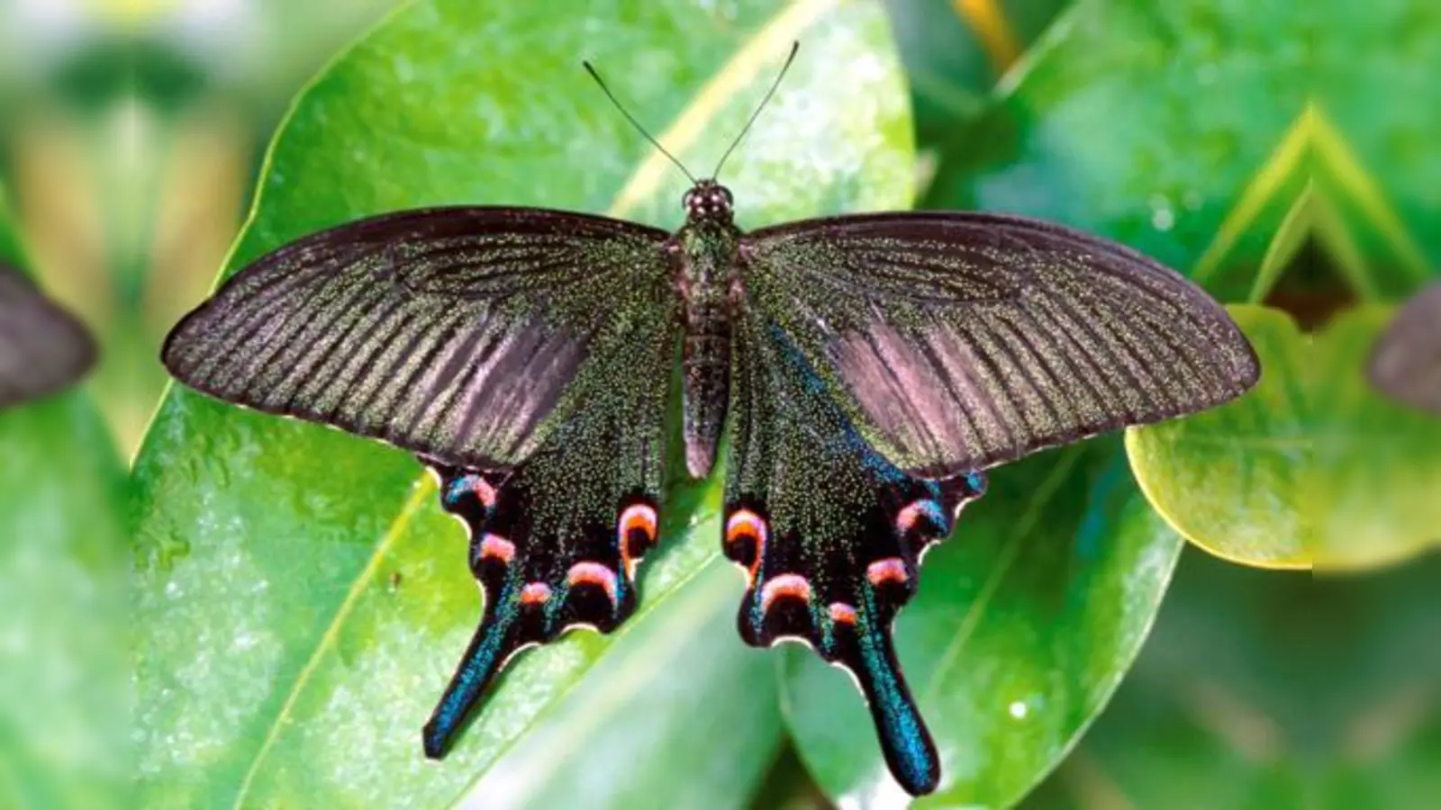 Einer der frei fliegenden Schmetterlinge: Ritterfalter (Papilio).  (Foto: VA)