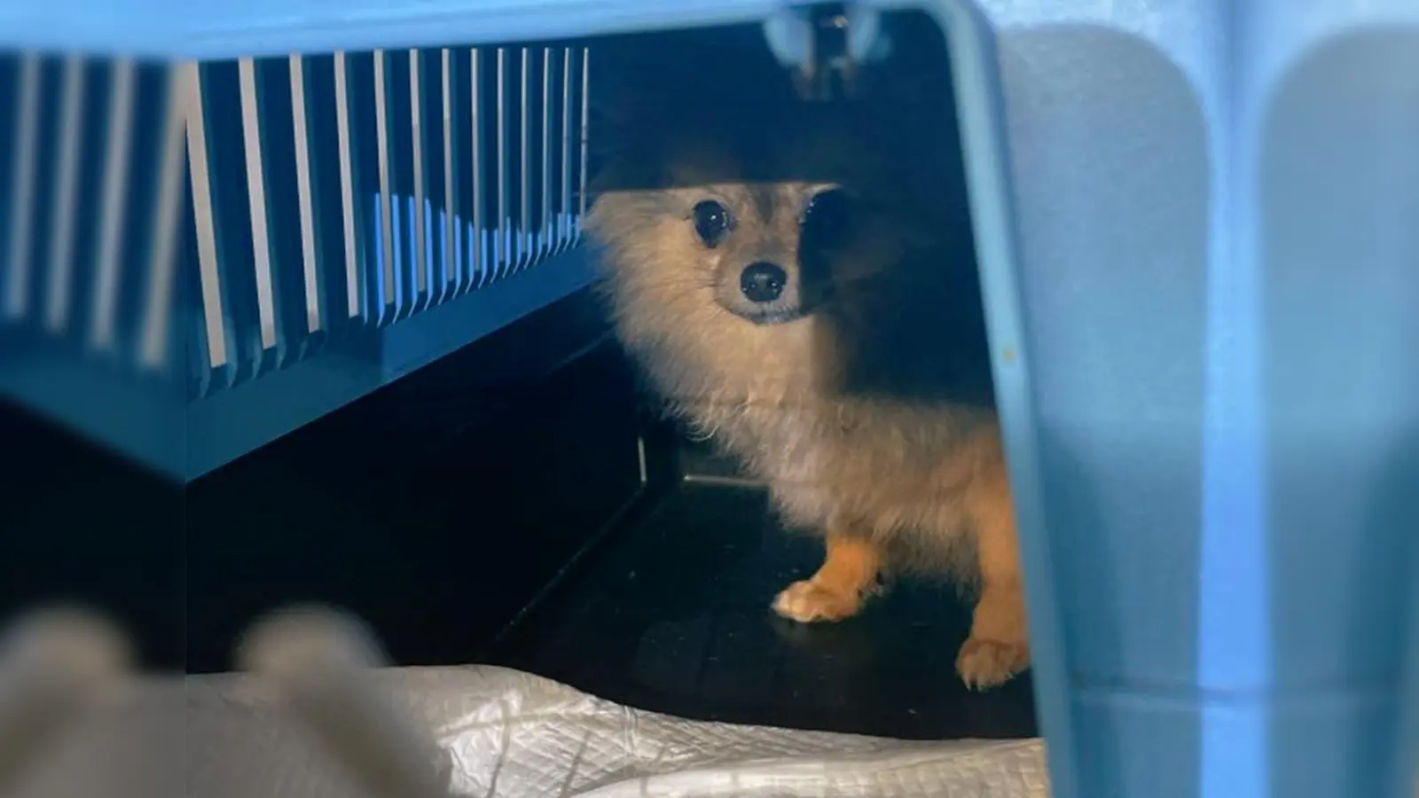 Im Fahrzeug befanden sich insgesamt sieben Hundewelpen in Transportboxen. (Foto: Polizeipräsidium München)