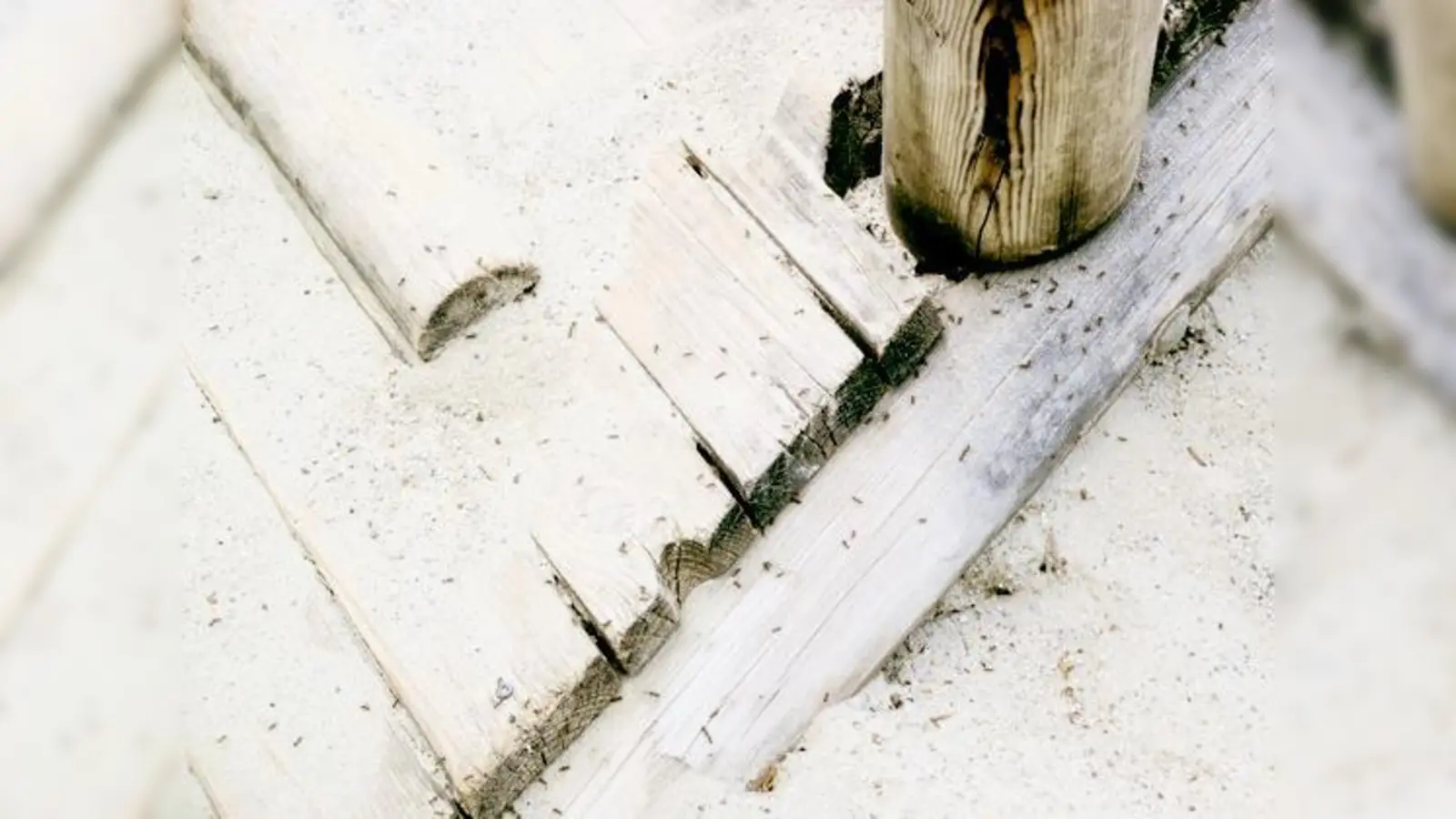 Die »Schwarz-braune Wegameise« im Sandkasten vergällt derzeit Kindern das Spielen.  (Foto: aha)