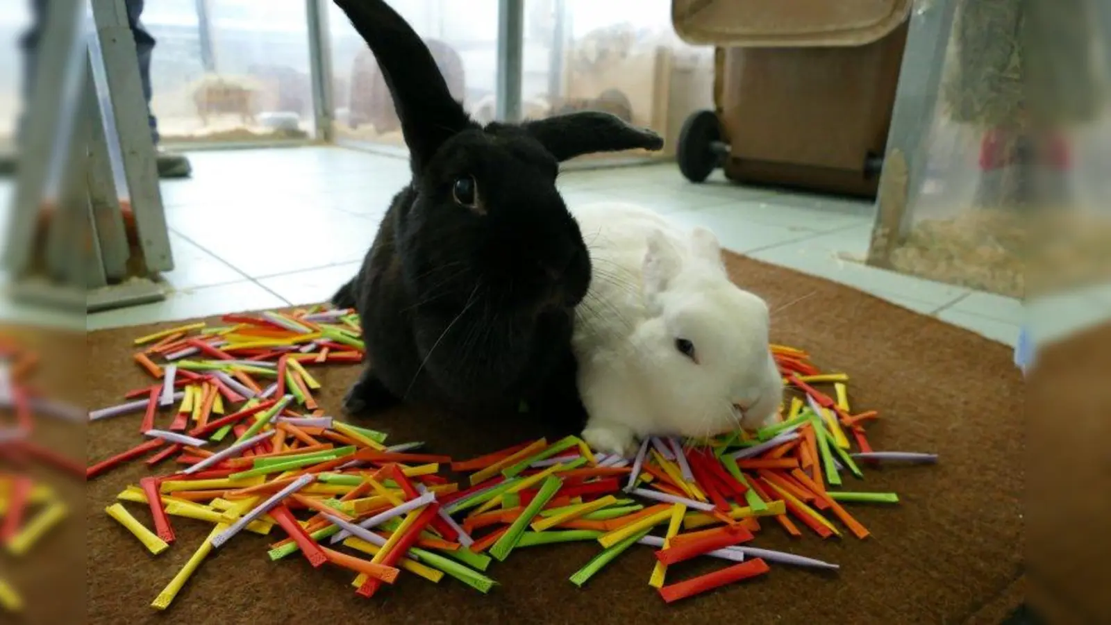 Da sitzen sie nun inmitten der Lose, die beiden putzigen Kaninchen. Damit auch genügend Gewinne für die Tombola zur Verfügung stehen, sucht das Tierheim noch dringend Sachspenden. (Foto: Tierschutzverein München)