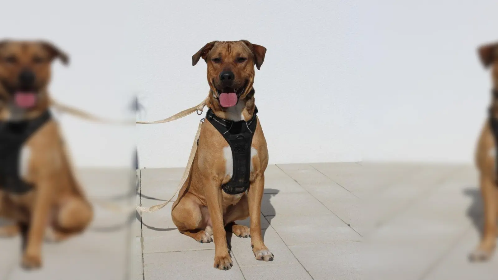 Tommy (Foto: Tierheim München)