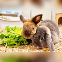 Bonita und Mateo sind beide neugierig, verfressen und sehr aufgeweckt.  (Foto: Tierheim Riem)