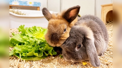 Bonita und Mateo sind beide neugierig, verfressen und sehr aufgeweckt.  (Foto: Tierheim Riem)