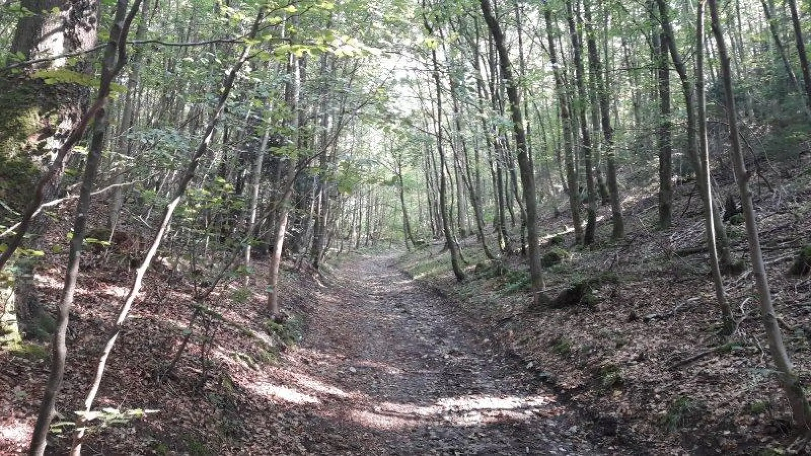 Heilsame Natur: Beim gemeinsamen Wandern in der Gruppe bauen psychisch belastete Menschen ihre Ängste ab. (Foto: eis)