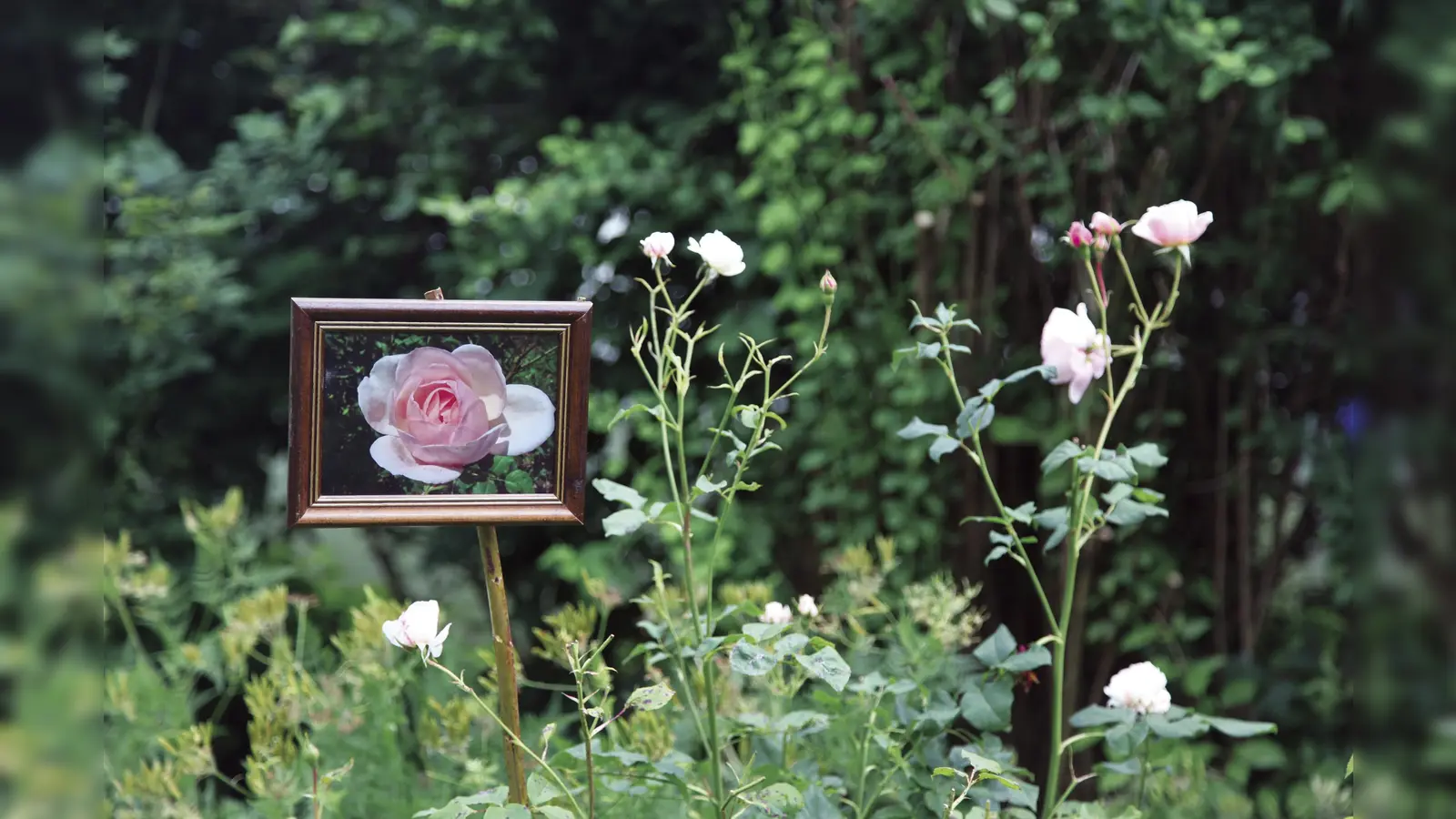 Unter anderem ist eine Gartenführung zur Rosenblüte geplant. (Foto: Marc Haug/ÖBZ)