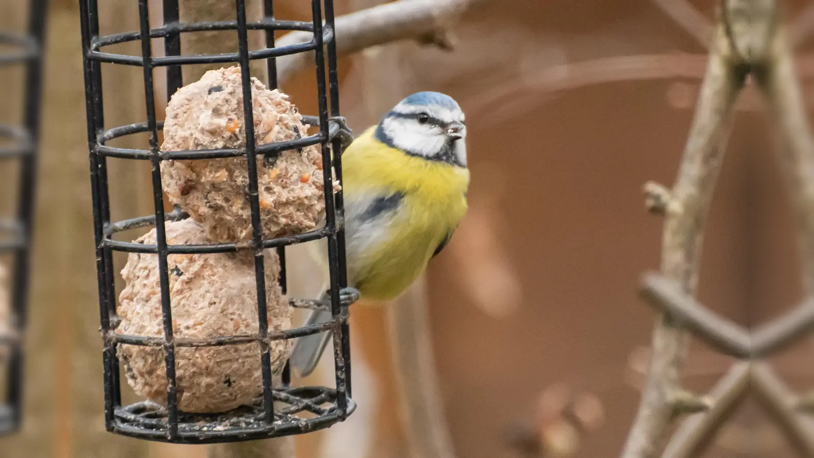 Die Vögel, die hier überwintern, freuen sich über das Winterfutter. (Foto: Martin Käsberger)