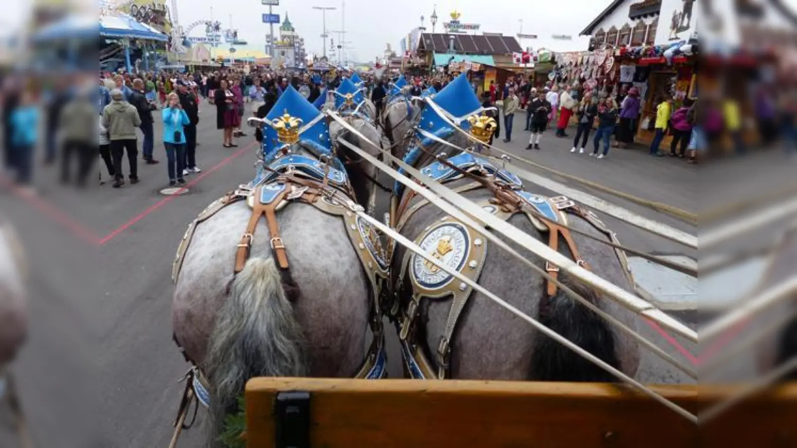 Pferde auf dem Oktoberfest: vertretbare Tradition oder Belastung für die Tiere?	 (Foto: Edith Reithmann)