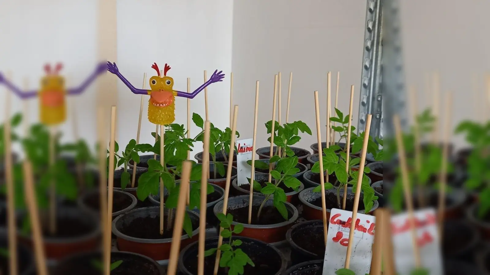 Einladung zum Pflanzen tauschen: Die Initiative „laim_up“ veranstaltet eine Tauschaktion für Setzlinge, Ableger und Pflanzensamen. (Foto: laim_up)