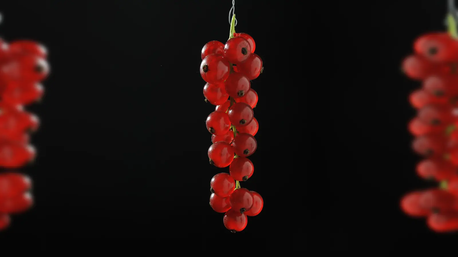 Echte Beeren, sind ihrem Aufbau nach, die Johannisbeeren oder Ribisl; das Foto zeigt die Rote Johannisbeere, Ribes rubrum.  (Foto: Franz Höck)