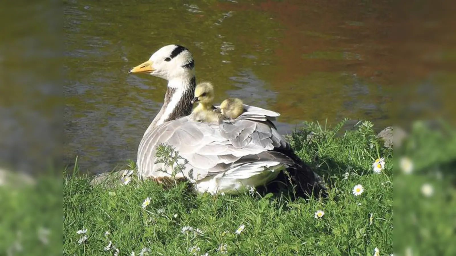 Streifengänse brüten am Kleinhesseloher See, aber ziehen ihren Nachwuchs am Teehaus auf.	 (Foto: VA)