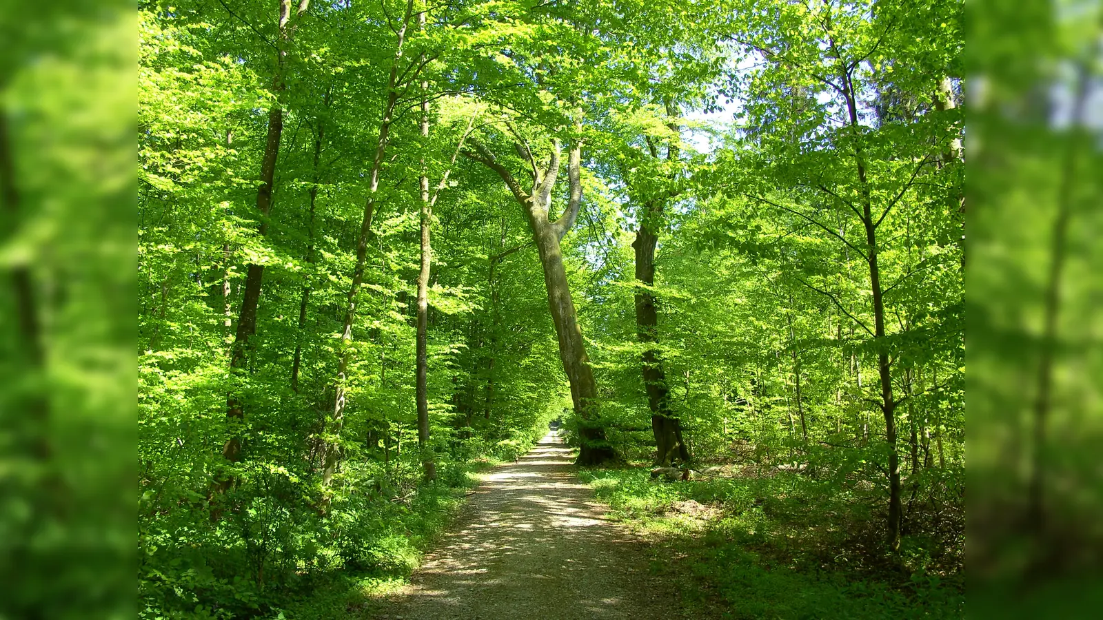 Der Ebersberger Forst ist das größte zusammenhängende Waldgebiet im süddeutschen Flachland. (Foto: Schutzgemeinschaft Ebersberger Forst)