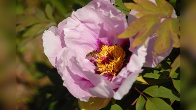 In voller Blüte stehen auch die Halbstrauchigen Pfingstrosen mit ihren großen attraktiven Blüten in Weiß, Rosa oder dunklem Magenta. (Foto: Bayer, BGM)