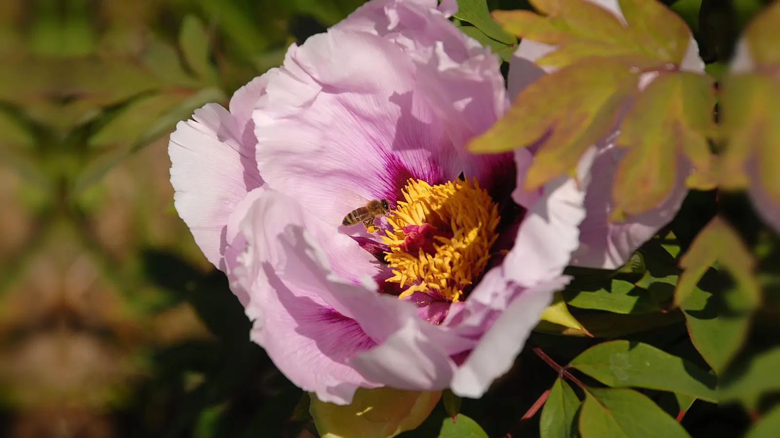 In voller Blüte stehen auch die Halbstrauchigen Pfingstrosen mit ihren großen attraktiven Blüten in Weiß, Rosa oder dunklem Magenta. (Foto: Bayer, BGM)