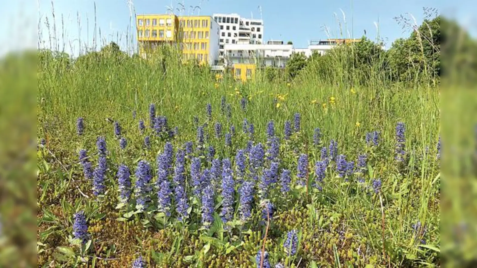 Auf dem LBV-Biotop findet man viele gefährdete Pflanzen- und Tierarten, wie zum Beispiel den seltenen Genfer Günsel. 	 (Foto: Frauke Lücke)