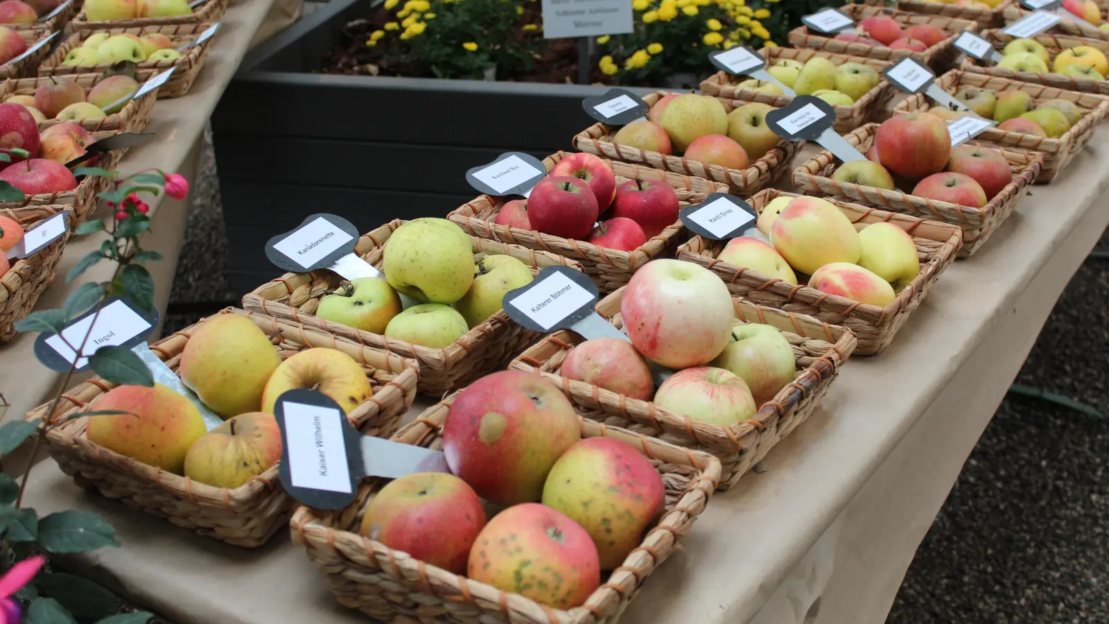 Zahlreiche Apfelsorten werden bei der Erntedank-Ausstellung präsentiert. (Foto: Botanischer Garten)